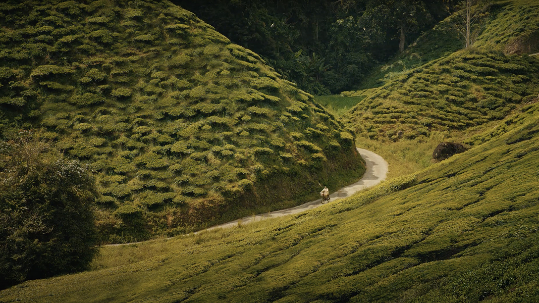Road going through rolling hills